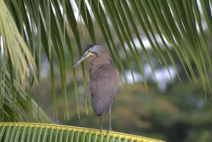 Privat vandretur i skoven - Río Celeste