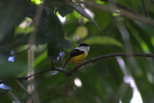 Privat vandretur i skoven - Río Celeste
