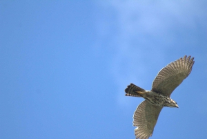 Privat vandretur i skoven - Río Celeste