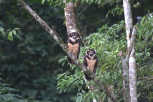 Privat vandretur i skoven - Río Celeste