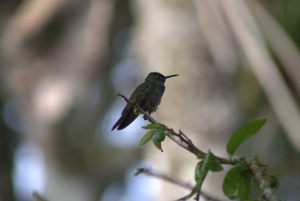 Privat vandretur i skoven - Río Celeste