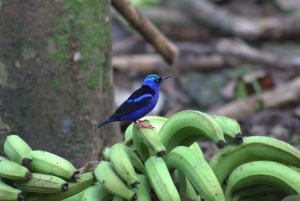 Privat vandretur i skoven - Río Celeste