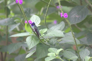 Privat vandretur i skoven - Río Celeste