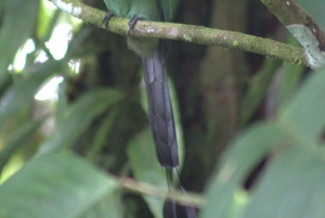 Privat vandretur i skoven - Río Celeste