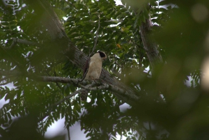 Privat vandretur i skoven - Río Celeste