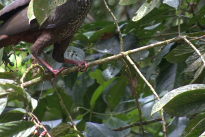 Privat vandretur i skoven - Río Celeste