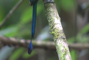 Privat vandretur i skoven - Río Celeste