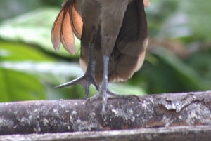 Privat vandretur i skoven - Río Celeste