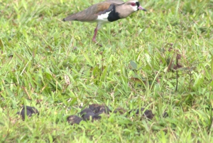 Privat vandretur i skoven - Río Celeste