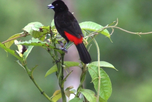 Privat vandretur i skoven - Río Celeste
