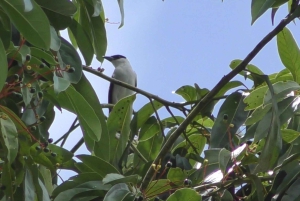 Privat vandretur i skoven - Río Celeste