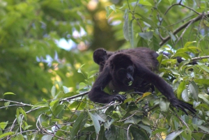 Privat vandretur i skoven - Río Celeste