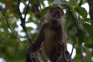 Privat vandretur i skoven - Río Celeste