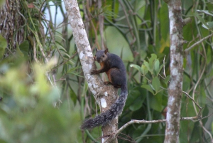 Privat vandretur i skoven - Río Celeste