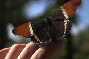 Privat vandretur i skoven - Río Celeste
