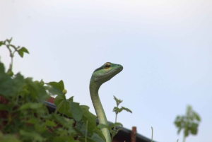 Privat vandretur i skoven - Río Celeste