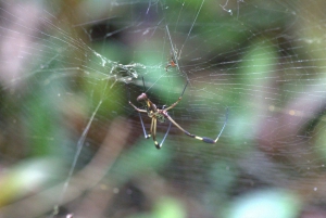 Privat vandretur i skoven - Río Celeste