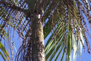 Privat vandretur i skoven - Río Celeste