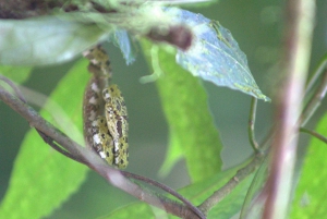 Privat vandretur i skoven - Río Celeste