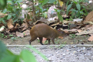 Privat vandretur i skoven - Río Celeste