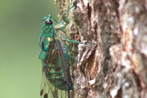 Privat vandretur i skoven - Río Celeste