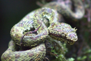 Privat vandretur i skoven - Río Celeste