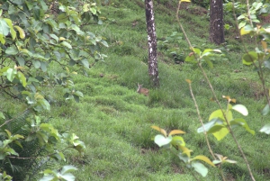Privat vandretur i skoven - Río Celeste