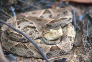 Privat vandretur i skoven - Río Celeste