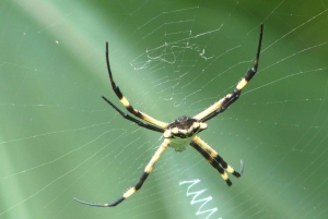 Privat vandretur i skoven - Río Celeste