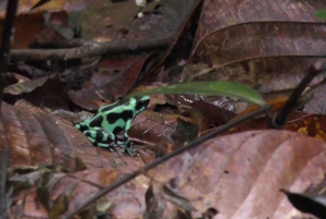 Privat vandretur i skoven - Río Celeste