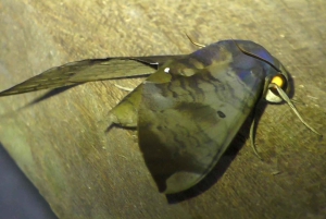 Privat vandretur i skoven - Río Celeste