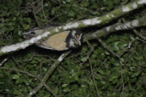 Privat vandretur i skoven - Río Celeste