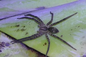 Privat vandretur i skoven - Río Celeste