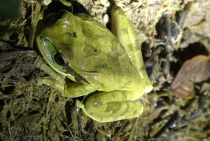 Privat vandretur i skoven - Río Celeste