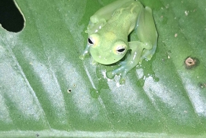 Privat vandretur i skoven - Río Celeste