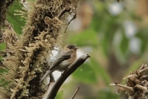 Private Guided Santa Elena: Cloud Forest Hike