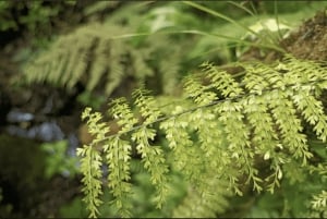 Private Guided Santa Elena: Cloud Forest Hike