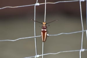 Privat fottur i nasjonalparken Volcán Tenorio – Río Celeste