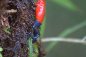 Privat fottur i nasjonalparken Volcán Tenorio – Río Celeste