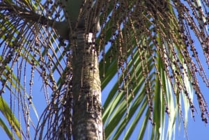 Privat fottur i nasjonalparken Volcán Tenorio – Río Celeste