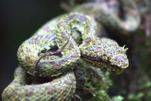 Privat fottur i nasjonalparken Volcán Tenorio – Río Celeste