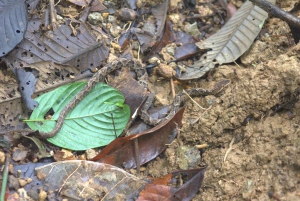 Privat fottur i nasjonalparken Volcán Tenorio – Río Celeste