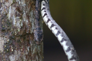 Privat fottur i nasjonalparken Volcán Tenorio – Río Celeste