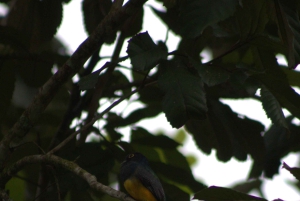 Privat fottur i nasjonalparken Volcán Tenorio – Río Celeste