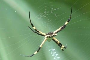 Privat fottur i nasjonalparken Volcán Tenorio – Río Celeste