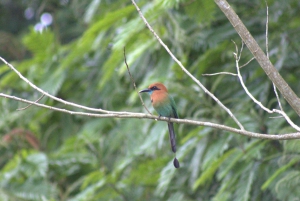 Privat fottur i nasjonalparken Volcán Tenorio – Río Celeste