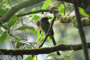 Privat fottur i nasjonalparken Volcán Tenorio – Río Celeste