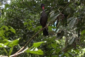 Privat fottur i nasjonalparken Volcán Tenorio – Río Celeste
