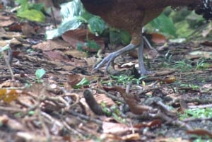Privat fottur i nasjonalparken Volcán Tenorio – Río Celeste