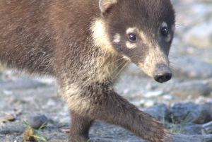 Privat fottur i nasjonalparken Volcán Tenorio – Río Celeste